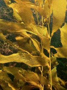 Aquarium photo of kelp