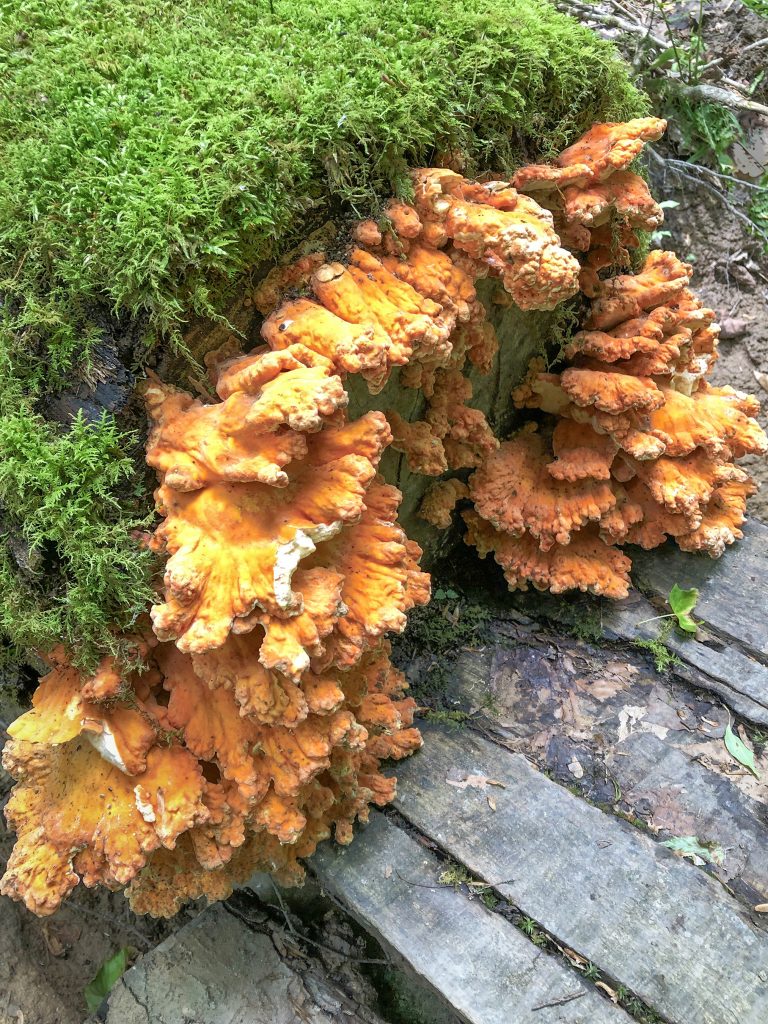 Moss, Fungus & Stone