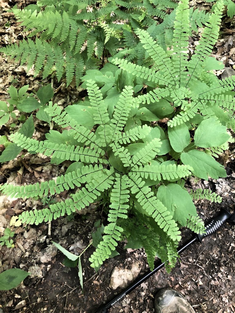 Ferns – Allegany State Park