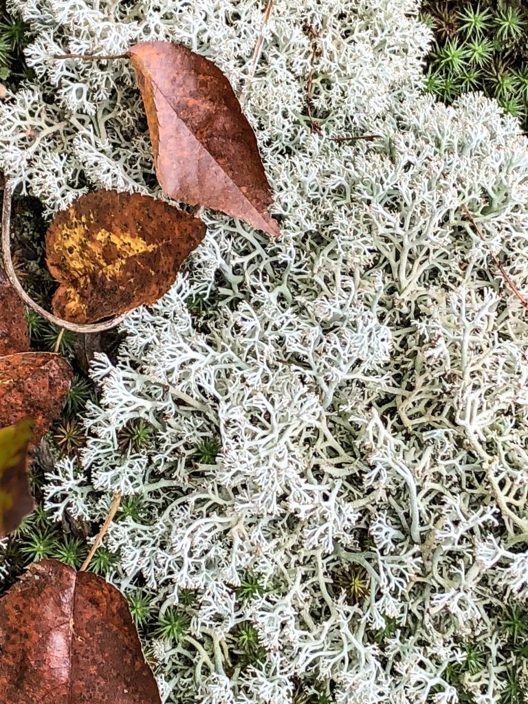 Moss & Leaves – Bath, NY September 19, 2018