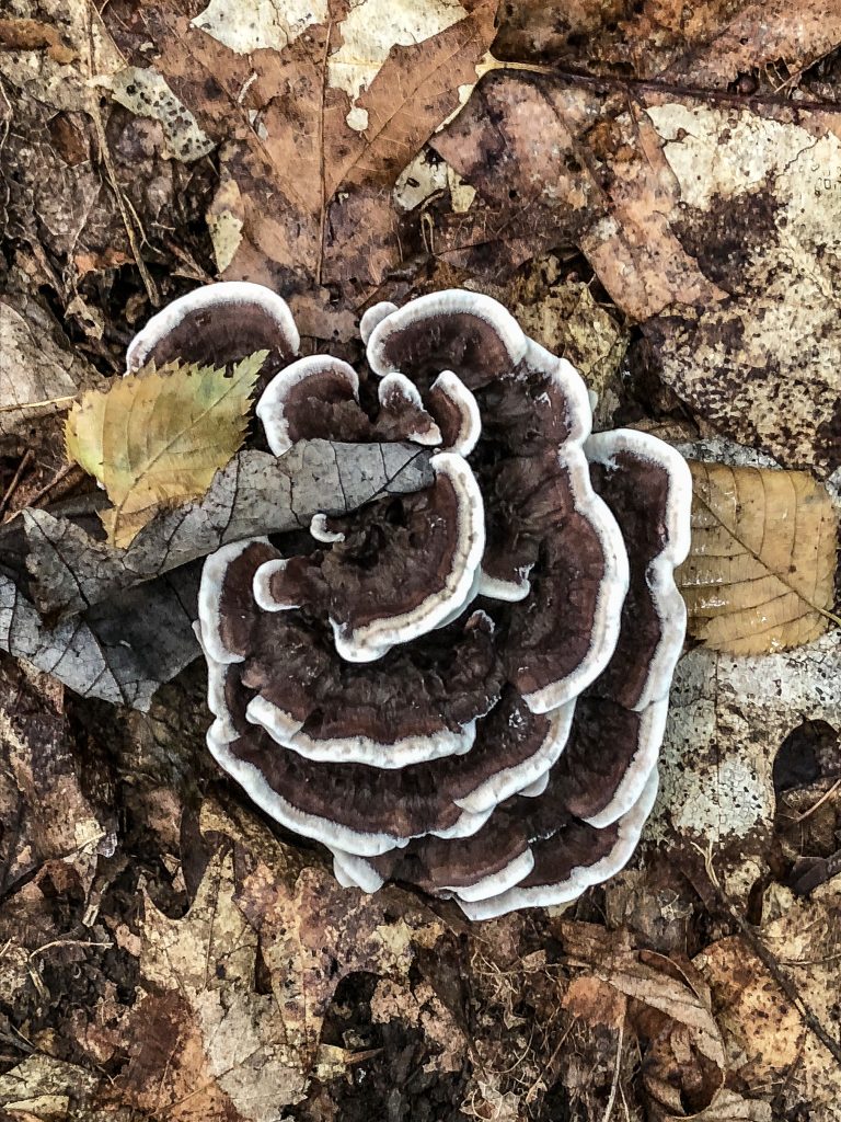 Leaves with Black & White Fungus – Bath, NY September 19, 2018