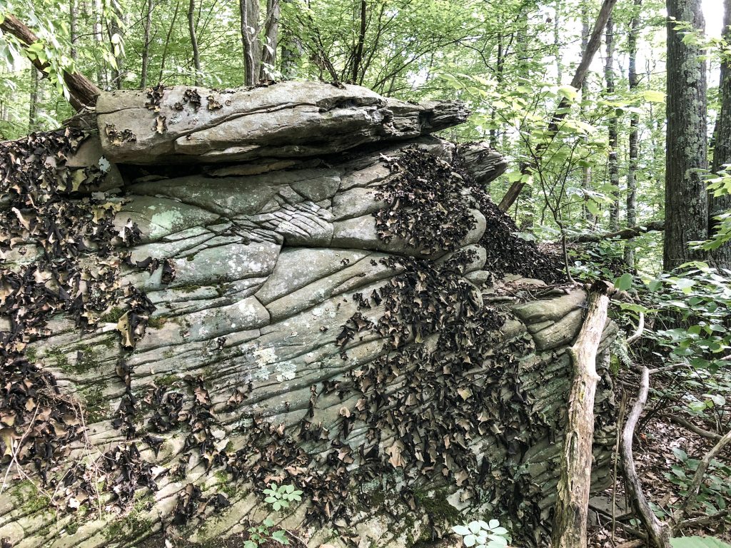 Boulder with Dead Leaves – Walton, NY July 21, 2018